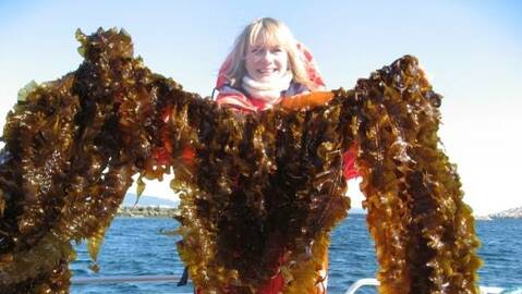 Arkivbilde: Silje Forbord med tare som SINTEF har dyrket på Tjeldbergodden. Foto: Karl Tangen / SINTEF Fiskeri og havbruk