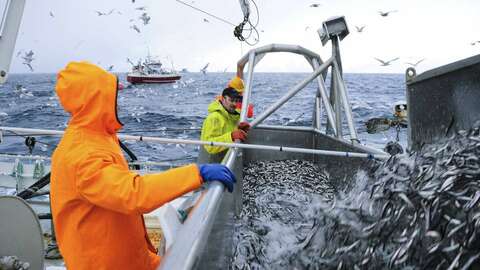 Loddefiske. Illustrasjonsfoto: Johan Wildhagen / Norwegian Seafood Council