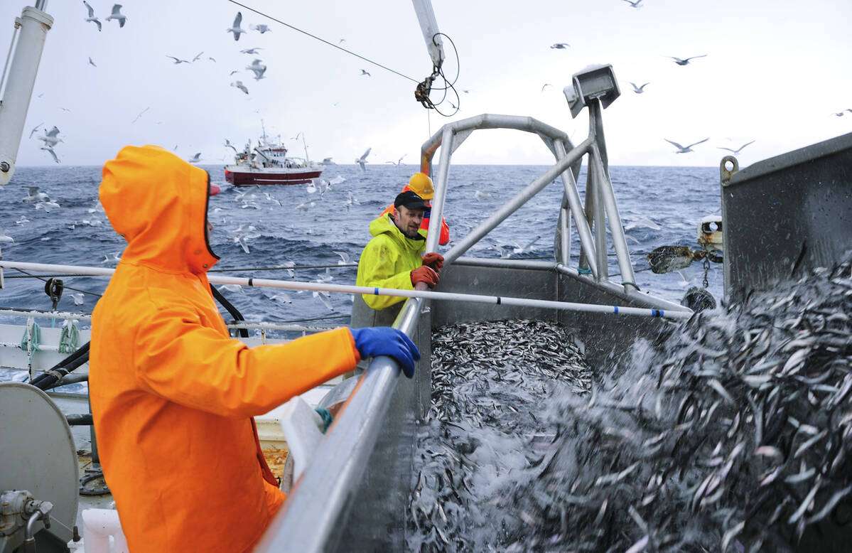 Loddefiske. Illustrasjonsfoto: Johan Wildhagen / Norwegian Seafood Council