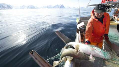 Foto: Johan Wildhagen / Norwegian Seafood Council