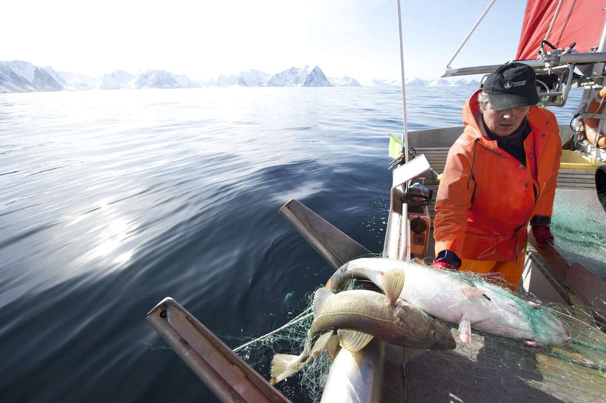 Foto: Johan Wildhagen / Norwegian Seafood Council