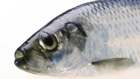 Sild. Foto: Yvonne Holth / Norwegian Seafood Council