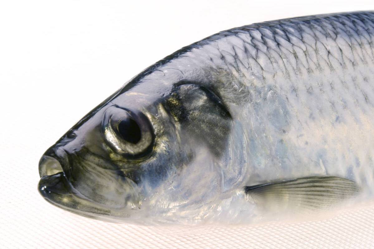 Sild. Foto: Yvonne Holth / Norwegian Seafood Council