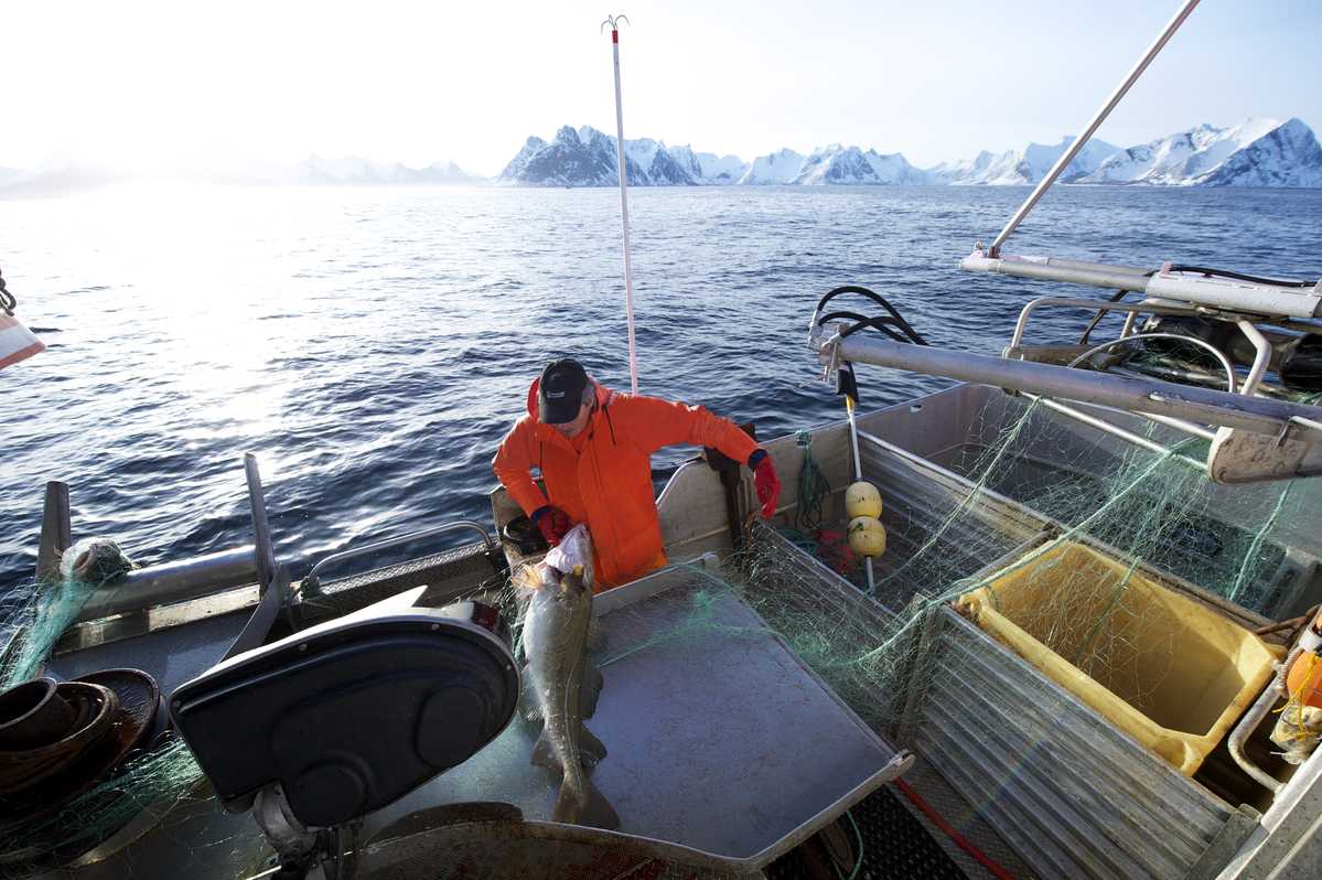 Foto: Johan Wildhagen / Norwegian Seafood Council