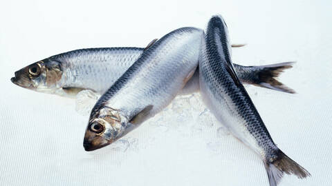 3 stk. sild på is. Foto: Yvonne Holth / Norwegian Seafood Council