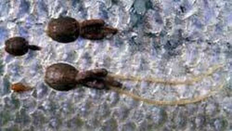 Arkivbilde: En hann- og to hunn lakselus (med og uten eggstreng), i tillegg kan man se en liten skottelus. Foto: Trygve Poppe / NMBU Veterinærhøgskolen