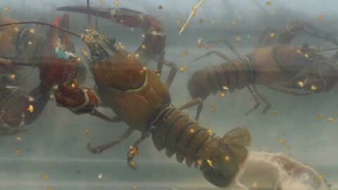 Arkivbilde av signalkreps. Foto: Trude Vrålstad / Veterinærinstituttet