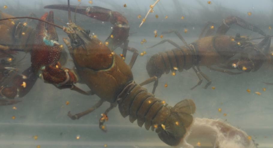 Arkivbilde av signalkreps. Foto: Trude Vrålstad / Veterinærinstituttet