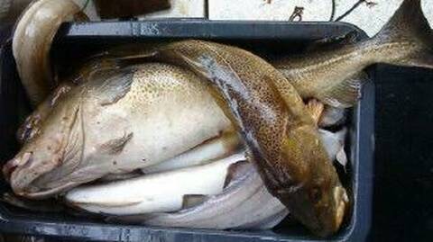 Torsk og annen fisk fra sjøområdene ved Bergen. Foto: Havforskningsinstituttet