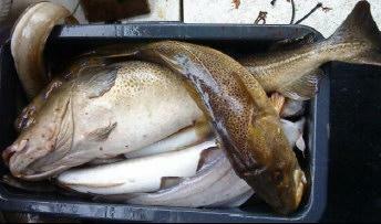 Torsk og annen fisk fra sjøområdene ved Bergen. Foto: Havforskningsinstituttet