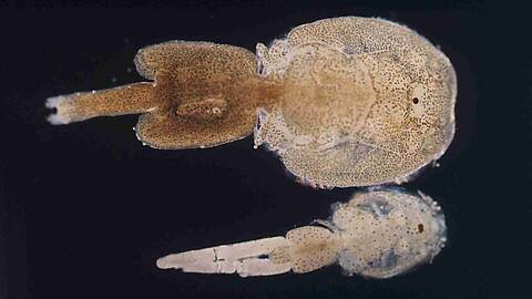 Lakselus. Foto: Havforskningsinstituttet