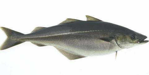 Rund sei. Foto: Lauritzen og Westhammer / Norwegian Seafood Council