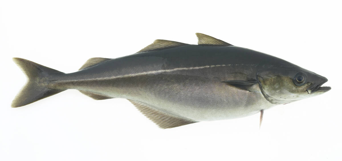 Rund sei. Foto: Lauritzen og Westhammer / Norwegian Seafood Council