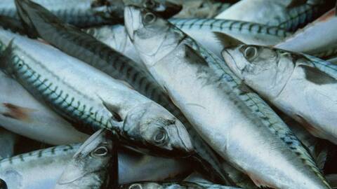 Rund makrell, fersk. Foto: Jean Gaumy / Norwegian Seafood Council