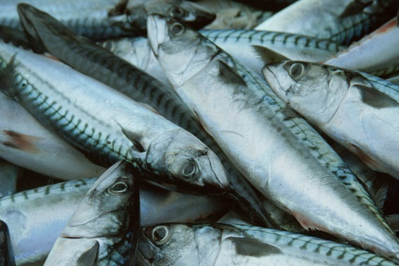 Makrell. Foto: Jean Gaumy / Norwegian Seafood Council