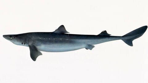 Pigghå. Illustrasjonsfoto: Eiliv Leren / Norwegian Seafood Council