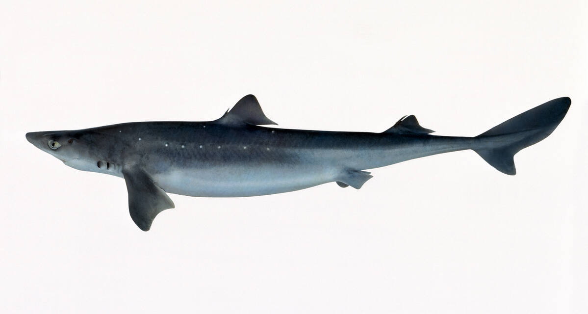 Pigghå. Illustrasjonsfoto: Eiliv Leren / Norwegian Seafood Council