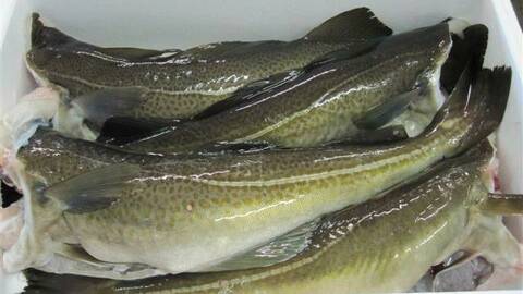 Blankpakket torsk før ising. Illustrasjonsfoto: Norges Råfisklag