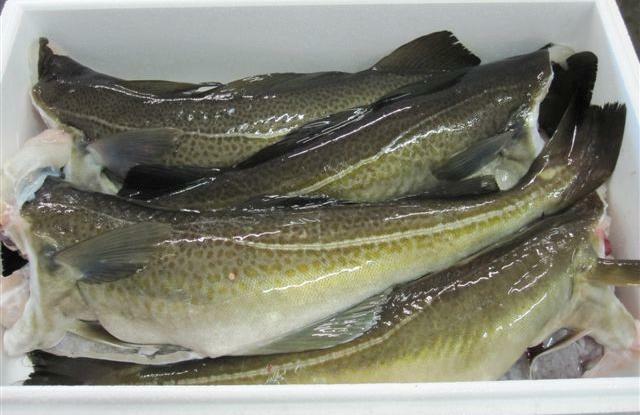 Blankpakket torsk før ising. Illustrasjonsfoto: Norges Råfisklag