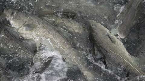 Oppdrettstorsk. Foto: Grethe R. Adoff / torskenettverket Sats på torsk