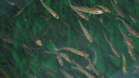 Torskeyngel. Foto: Torskenettverket Sats på torsk