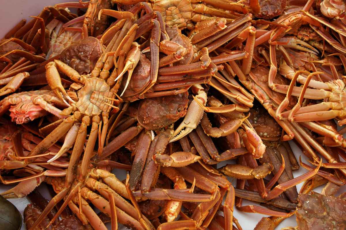 En fangst av snøkrabber. Illustrasjonsfoto: Odd-Børre Humborstad / Havforskningsinstituttet