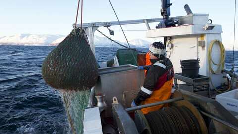 Rekefiske. Illustrasjonsfoto: Johan Wildhagen / Norwegian Seafood Council