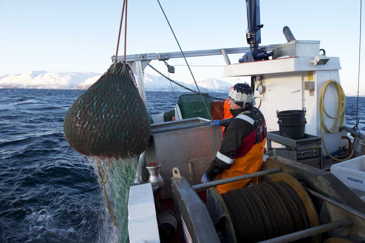 Rekefiske. Illustrasjonsfoto: Johan Wildhagen / Norwegian Seafood Council