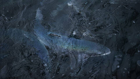 Laks i overflaten. Foto: Johan Wildhagen / Norwegian Seafood Council