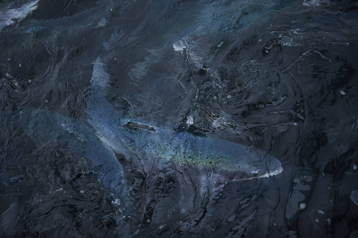 Laks i overflaten. Foto: Johan Wildhagen / Norwegian Seafood Council