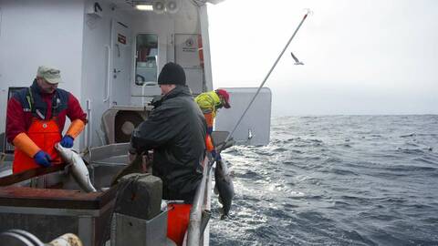 Linefiske. Foto: Johan Wildhagen / Norwegian Seafood Council