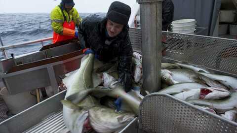 Foto: Johan Wildhagen / Norwegian Seafood Council