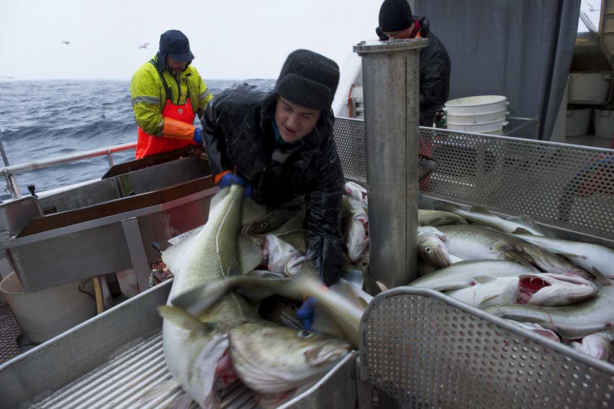 Foto: Johan Wildhagen / Norwegian Seafood Council