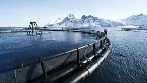 Illustrasjonsfoto: Johan Wildhagen / Norwegian Seafood Council