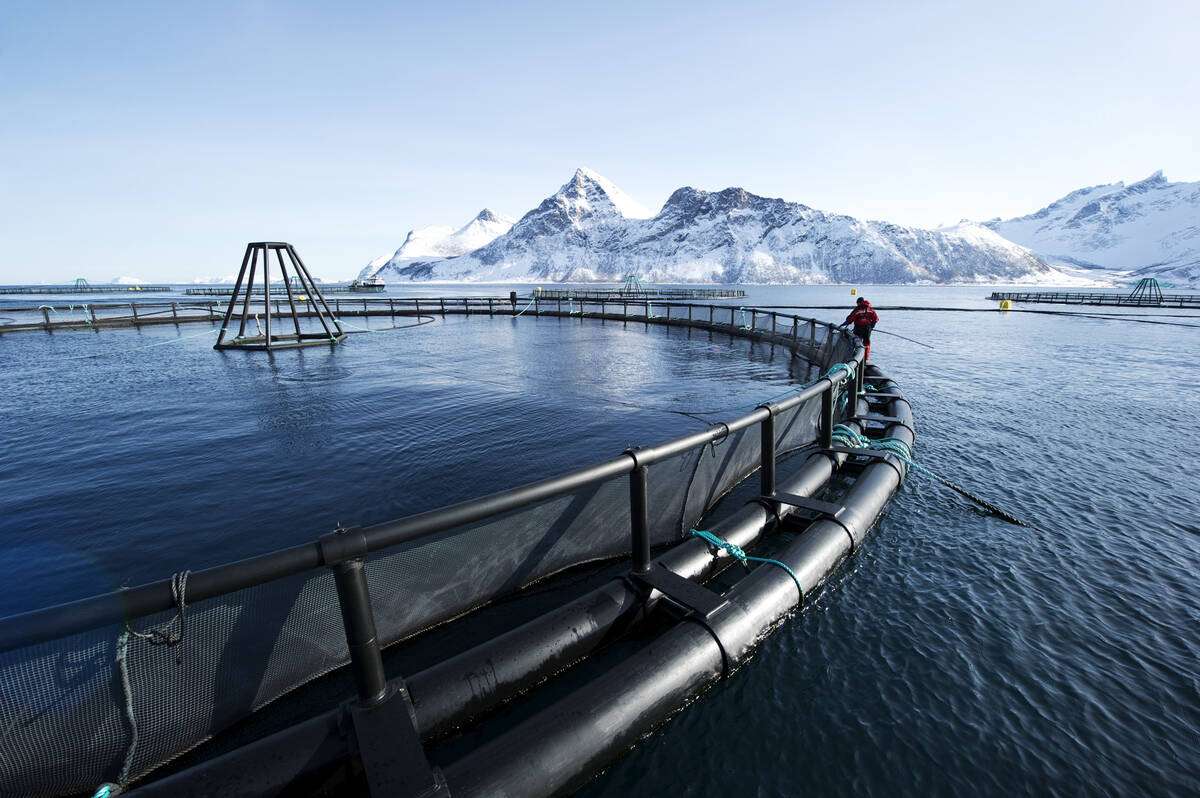 Illustrasjonsfoto: Johan Wildhagen / Norwegian Seafood Council