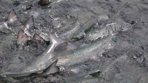 Laks i overflaten. Illustrasjonsfoto: Mattilsynet