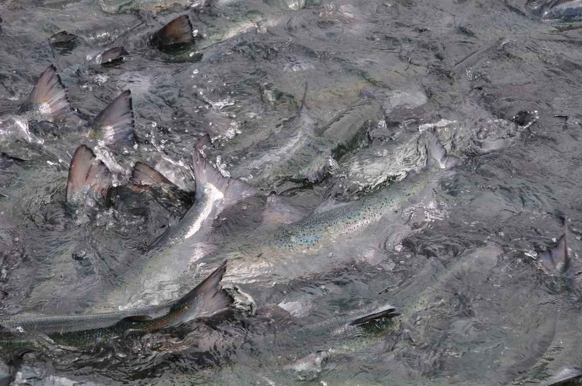 Laks i overflaten. Illustrasjonsfoto: Mattilsynet