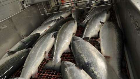 Laks til slakting. Illustrasjonsfoto: Mattilsynet