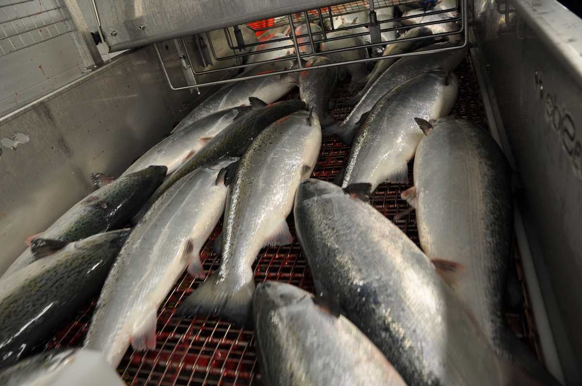 Laks til slakting. Illustrasjonsfoto: Mattilsynet