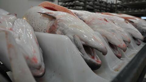 Illustrasjonsfoto: Mattilsynet