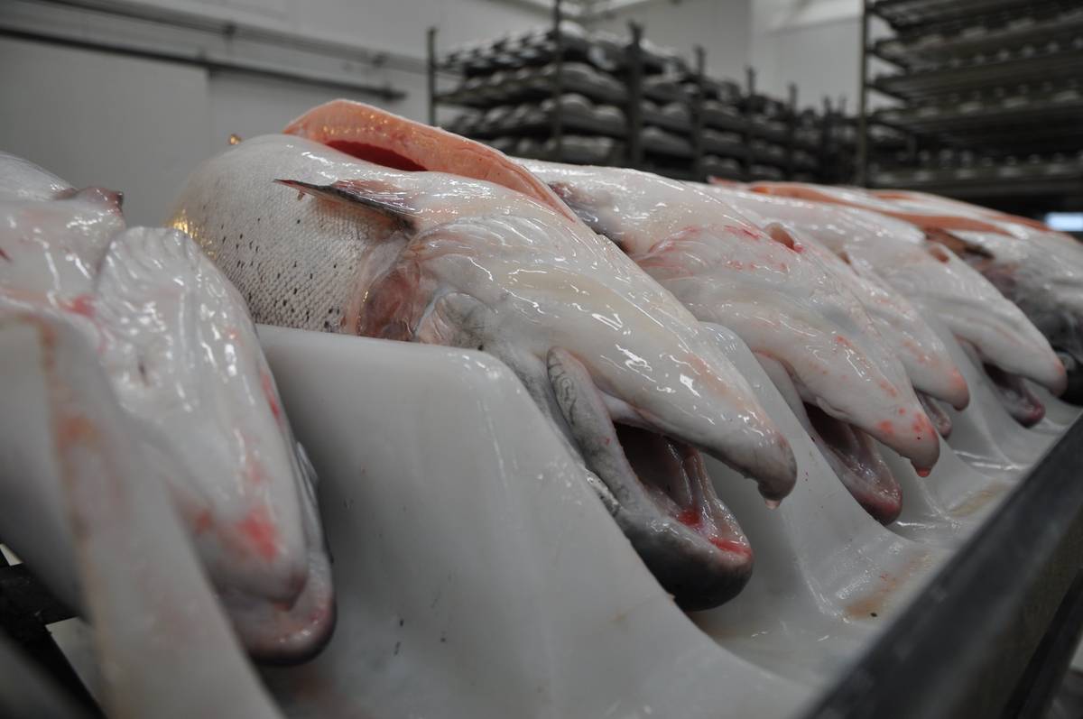 Illustrasjonsfoto: Mattilsynet