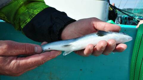 Illustrasjonsfoto: Mattilsynet