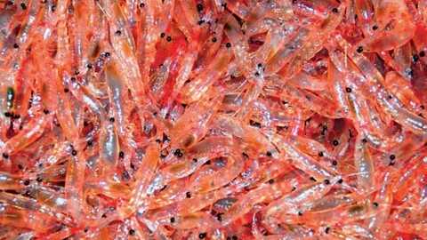 Krill. Foto: Polarfeed AS