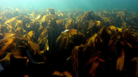 Stortare. Foto: Henning Steen / Havforskningsinstituttet