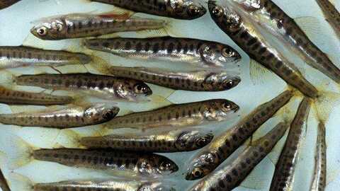 Illustrasjonsfoto: Lakseunger. Foto: Trygve Poppe / NMBU Veterinærhøgskolen