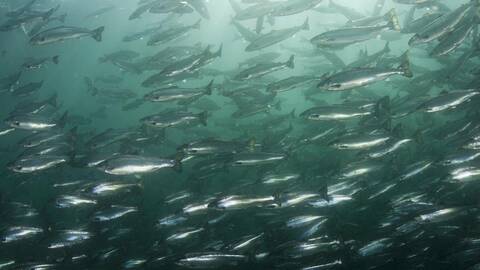 Illustrasjonsfoto: Linn Røkenes / Norwegian Seafood Council