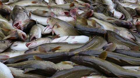 En torskefangst. Illustrasjonsfoto: Kjartan Mæstad / Havforskningsinstituttet