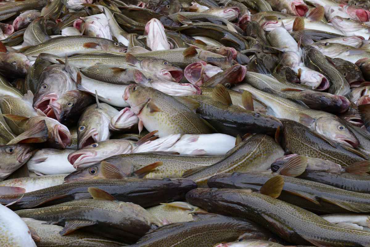 En torskefangst. Illustrasjonsfoto: Kjartan Mæstad / Havforskningsinstituttet