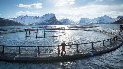 Foto: Johan Wildhagen / Norwegian Seafood Council