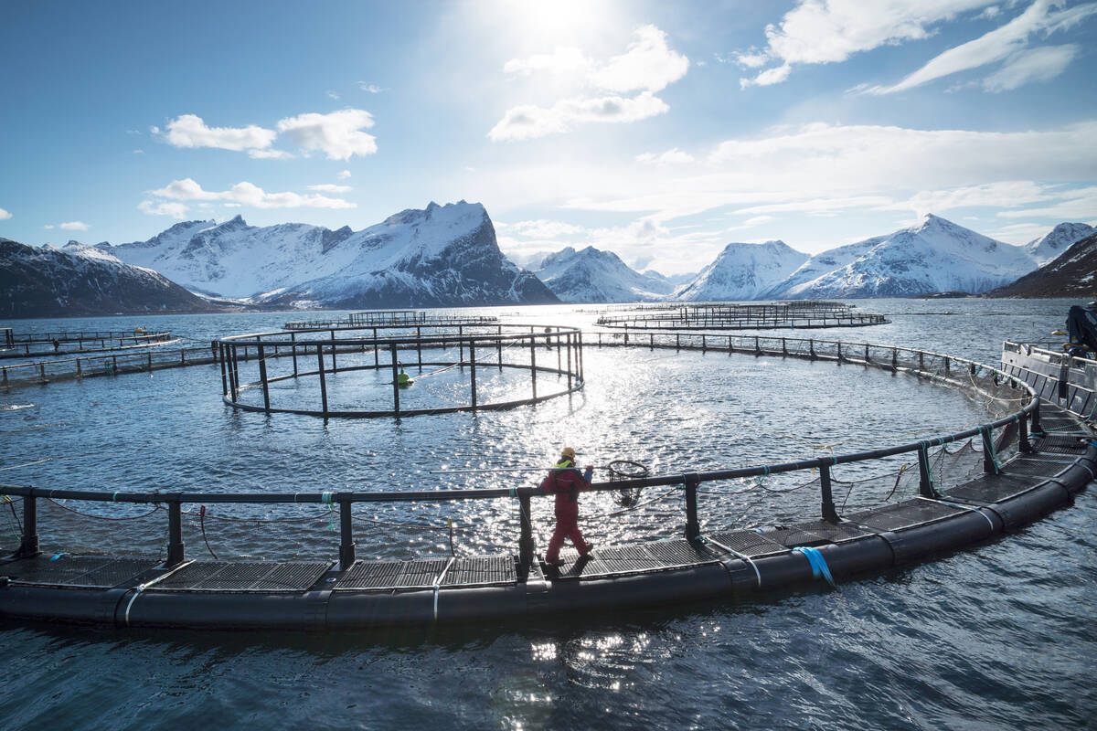 Foto: Johan Wildhagen / Norwegian Seafood Council